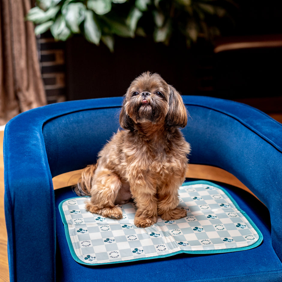 all-products-green-pet-wholesale